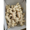 2021 New Crop Export Chinese Fresh Air Dried Ginger